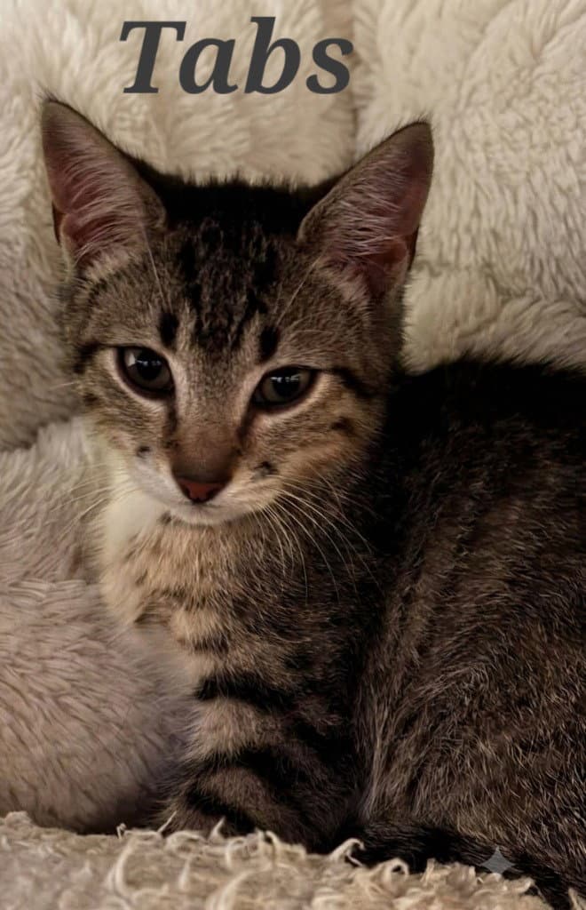 Tabs - Domestic Short Hair