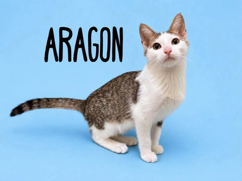 Aragon - Domestic Medium Hair