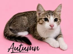 Autumn image 1
