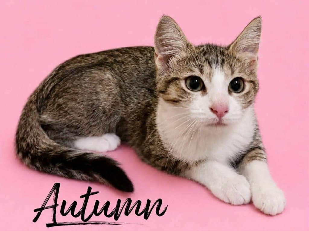 Autumn - Domestic Medium Hair