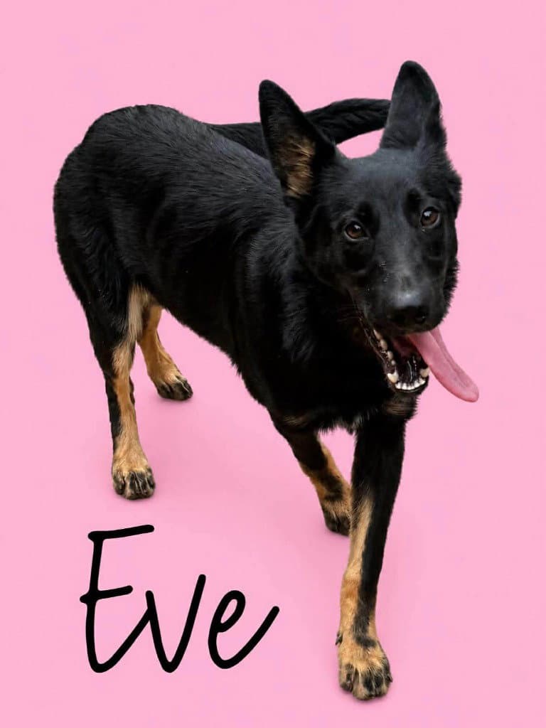 Eve - German Shepherd Dog