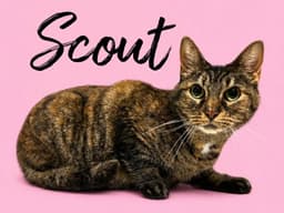 Scout image 1