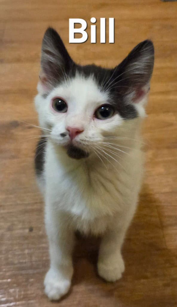 Bill - Domestic Short Hair