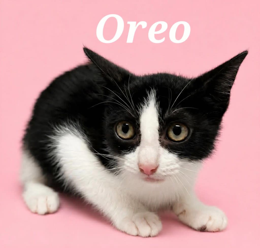 Oreo - Domestic Short Hair