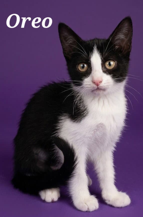 Oreo - Domestic Short Hair