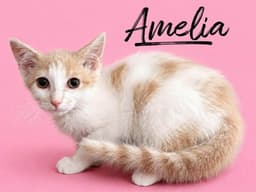 Amelia image 1