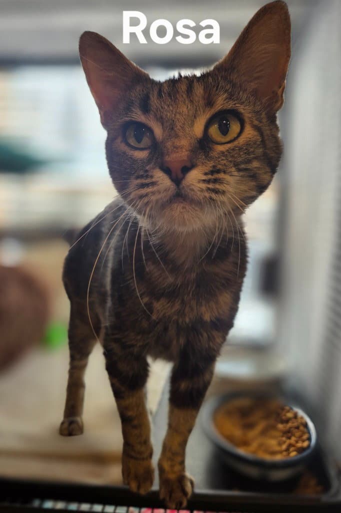 Rosa - Domestic Short Hair