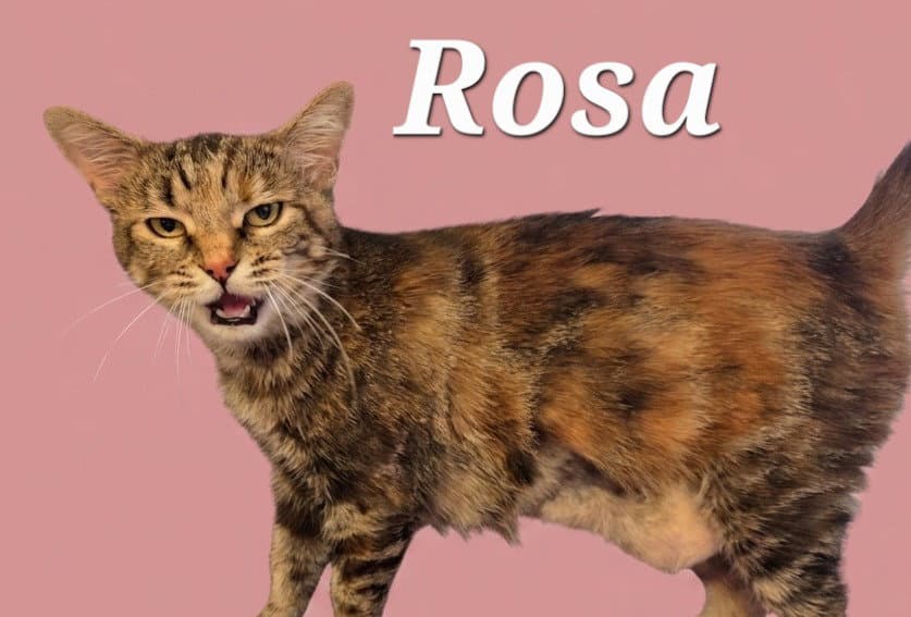 Rosa - Domestic Short Hair