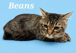 Beans image 1
