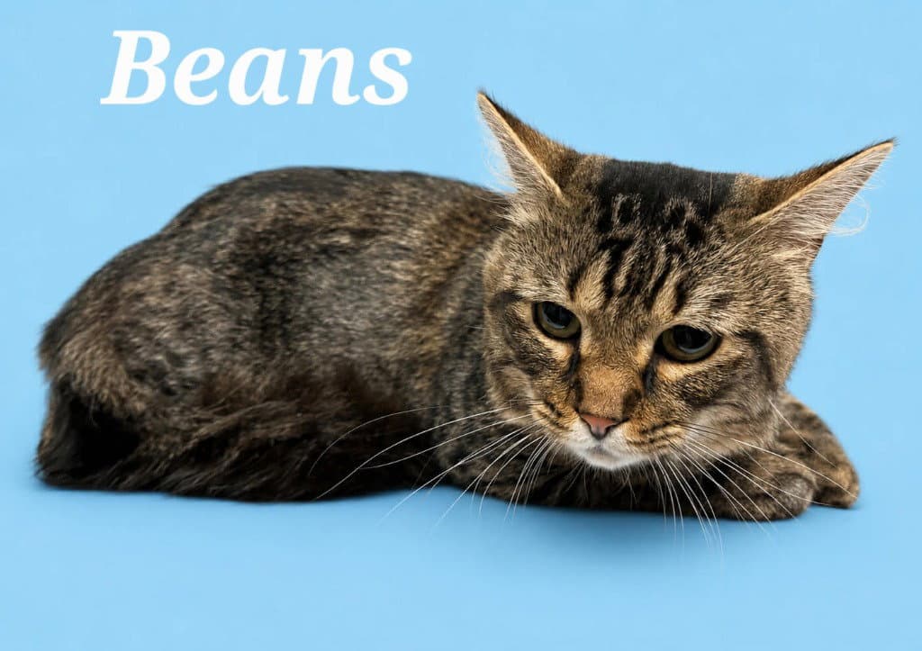 Beans - Domestic Medium Hair