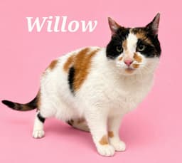 Willow image 1
