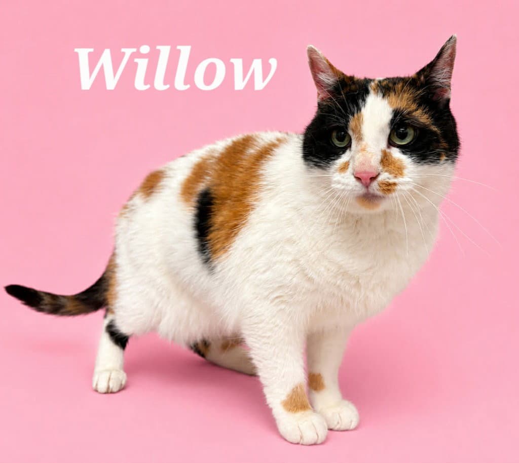 Willow - Domestic Short Hair