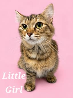 Little Girl image 1