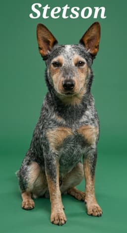 Stetson image 1