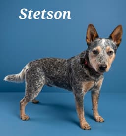 Stetson image 3