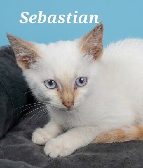 Sebastian