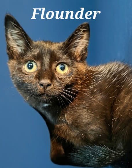 Flounder - Domestic Short Hair