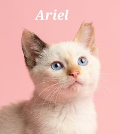 Ariel - Siamese