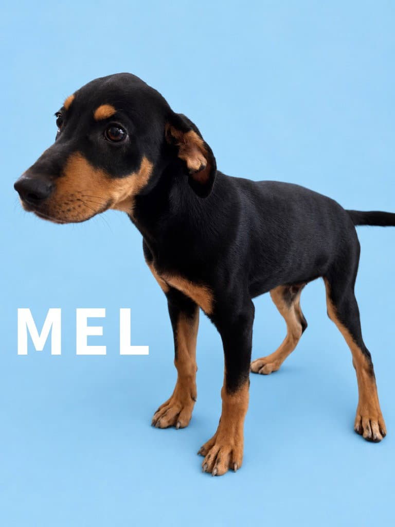 Mel - Labrador Retriever