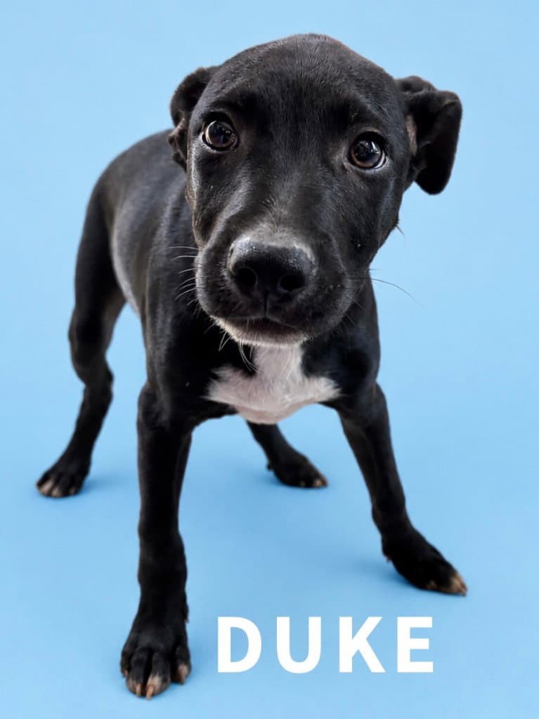 Duke - Labrador Retriever