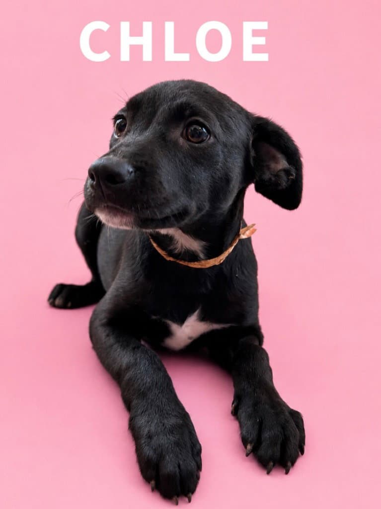 Chloe - Labrador Retriever