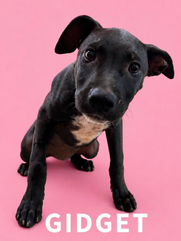 Gidget - Labrador Retriever