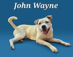 John Wayne image 3