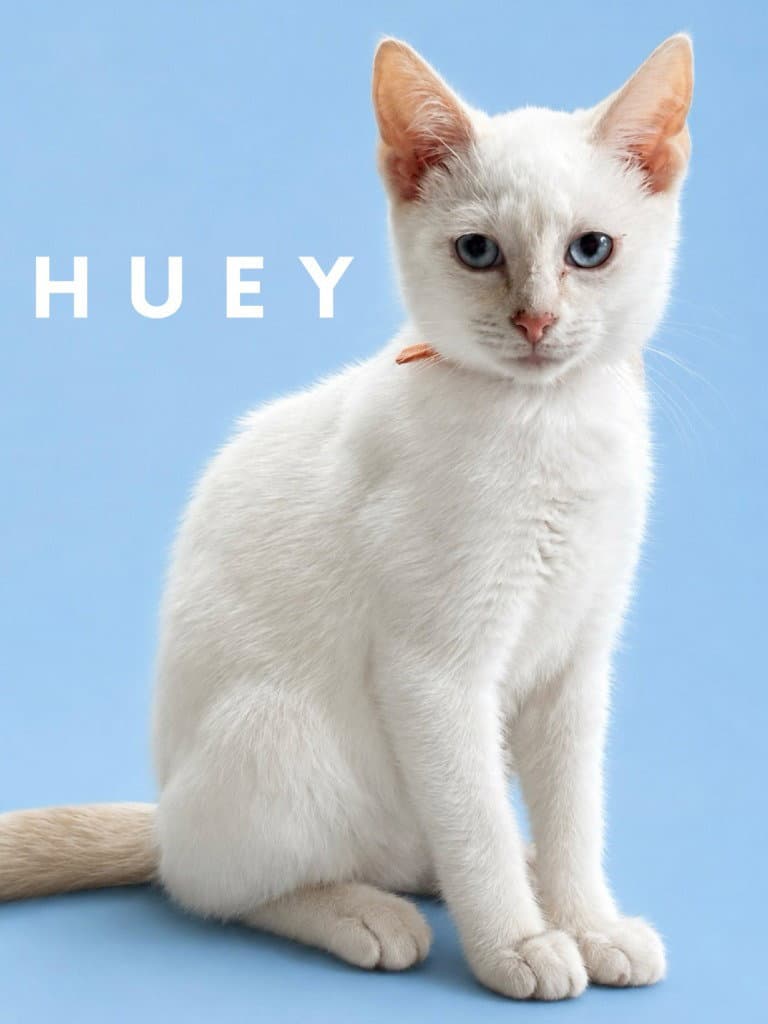Huey Courtesy Post - Siamese
