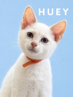 Huey Courtesy Post image 3