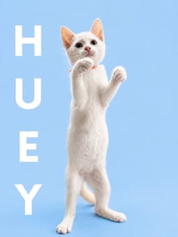 Huey Courtesy Post image 4