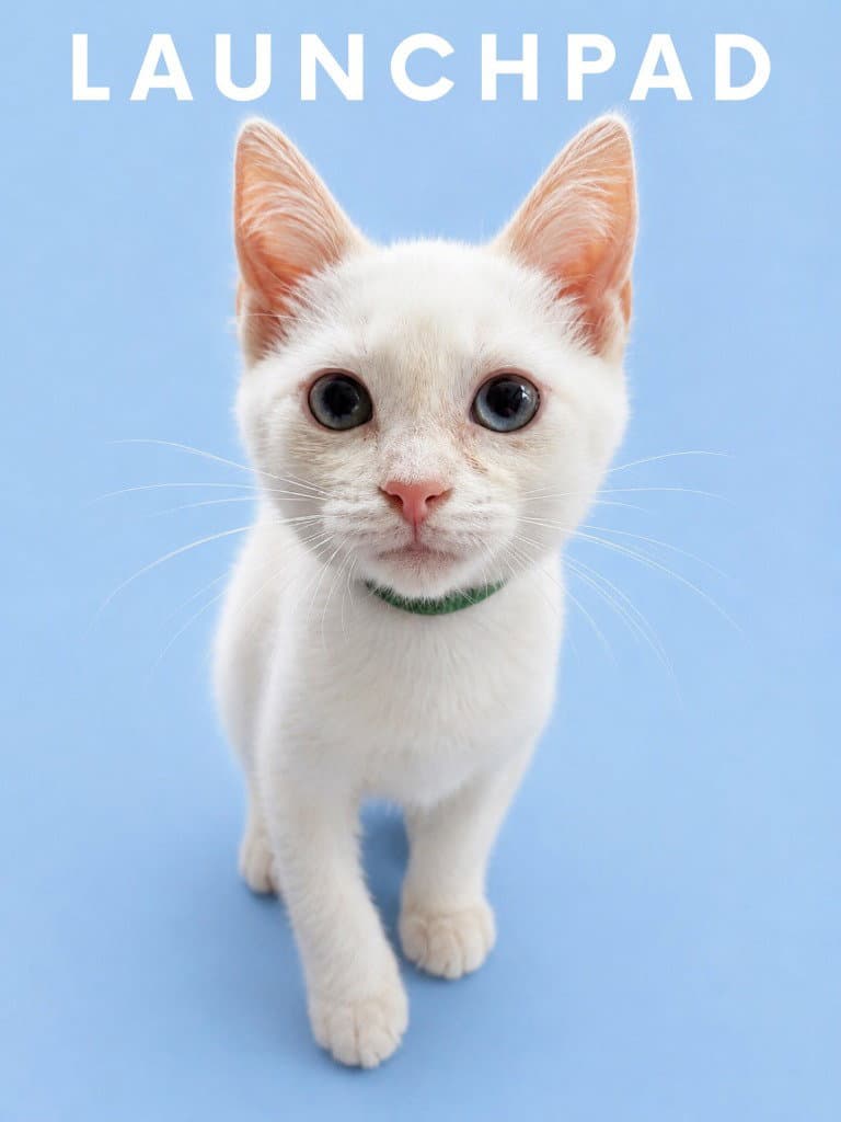Launchpad Courtesy Post - Siamese