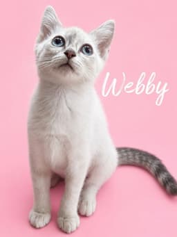 Webby Courtesy Post image 4