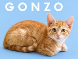 Gonzo Courtesy Post image 2