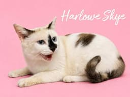 Harlowe Skye image 2
