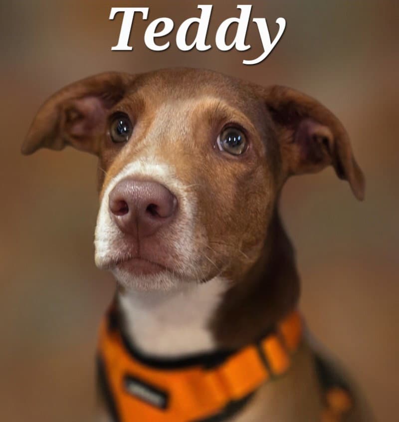 Teddy - Hound
