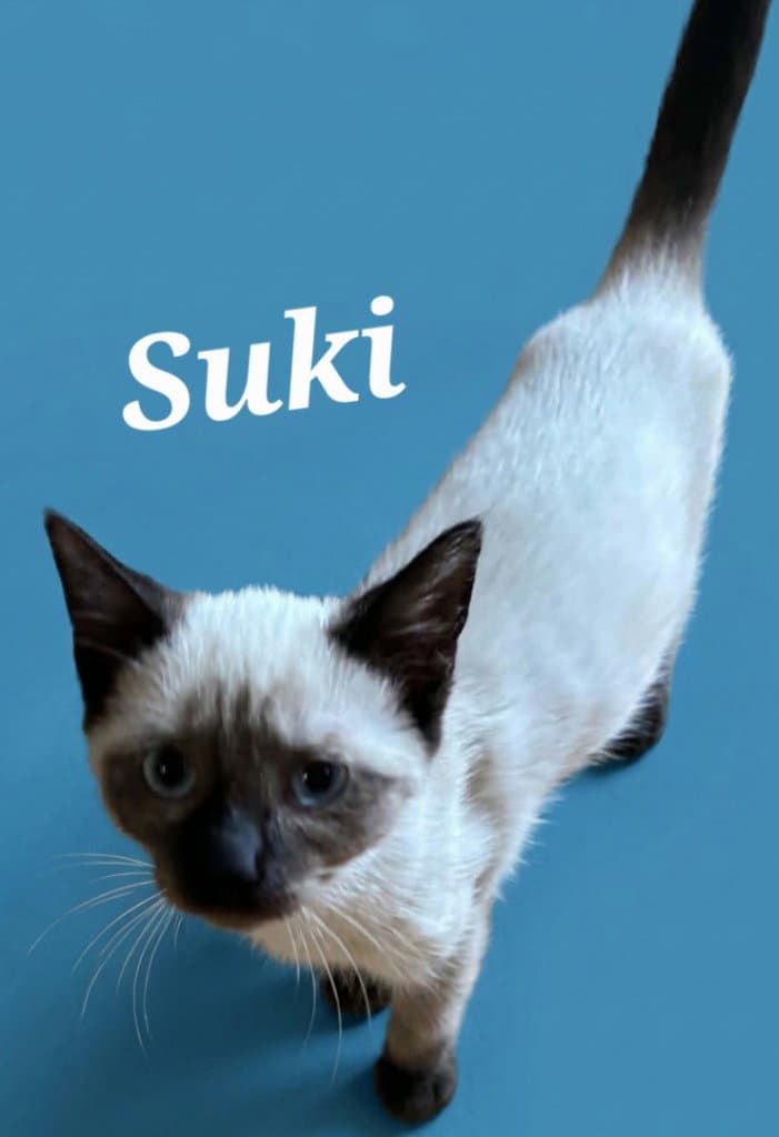 Suki - Siamese