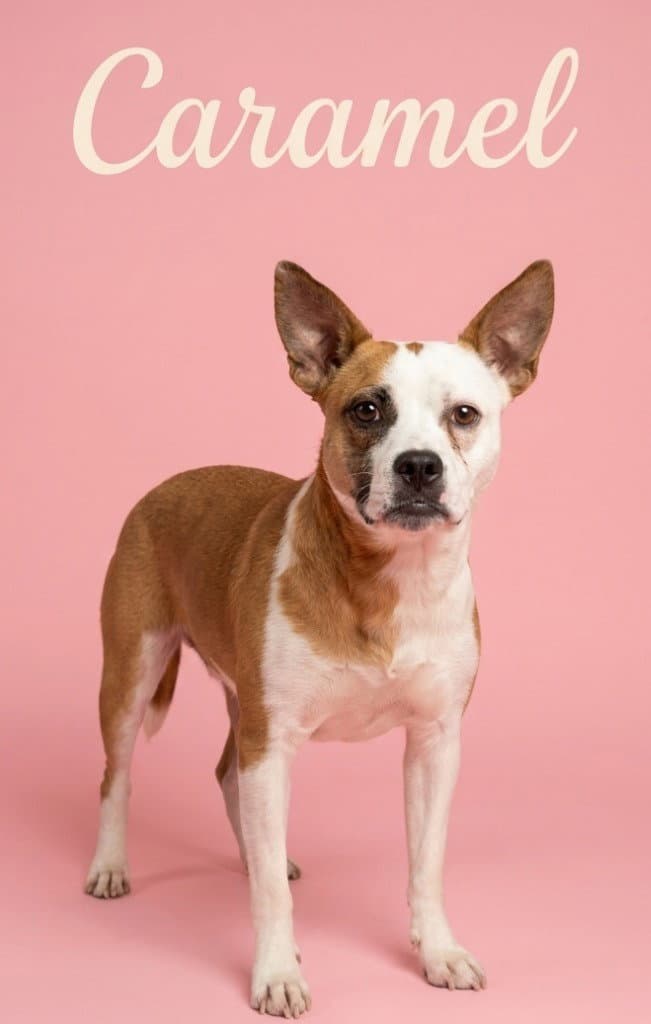 Caramel - Terrier