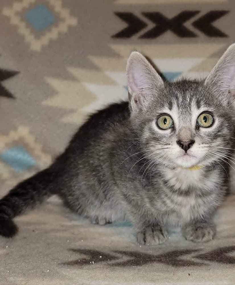Nori - Domestic Short Hair