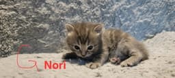 Nori image 3