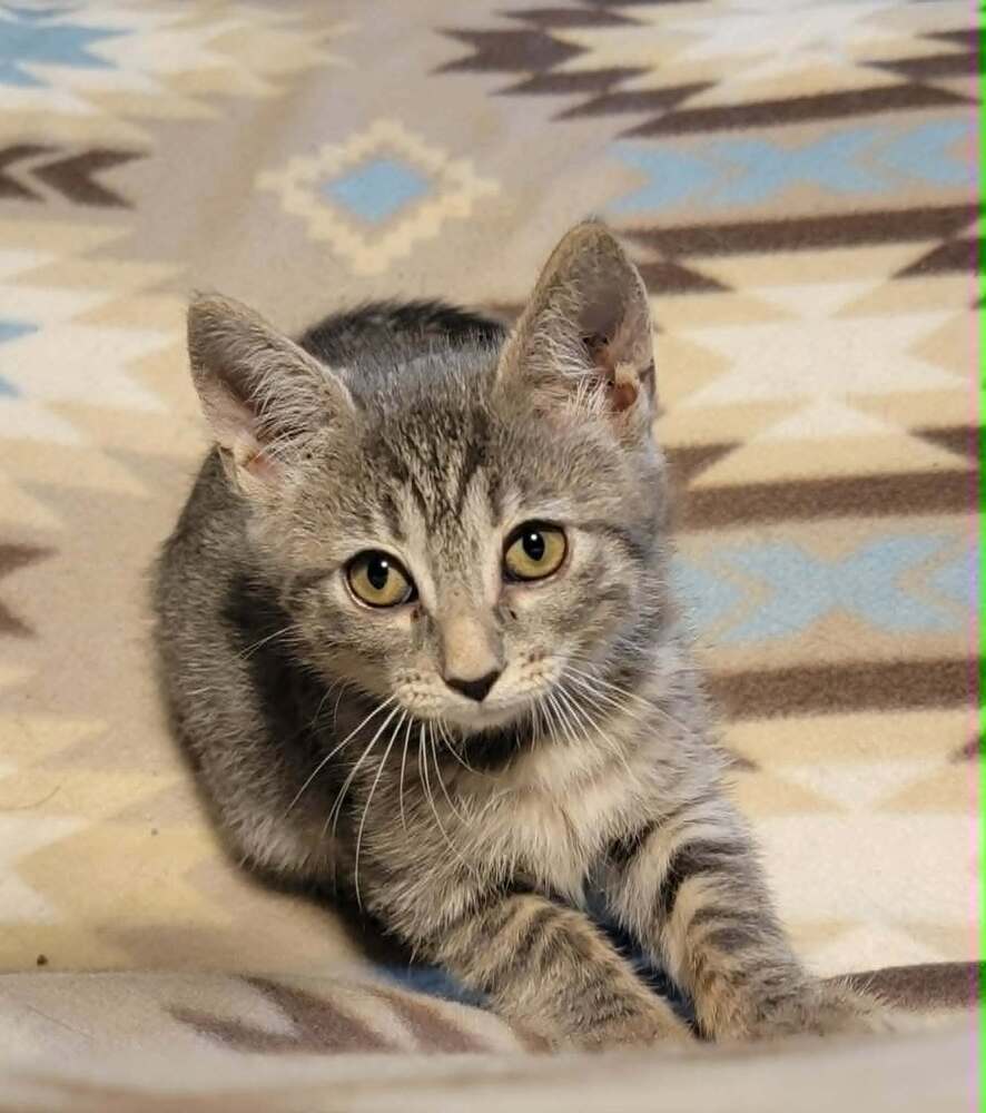 Dori - Domestic Short Hair