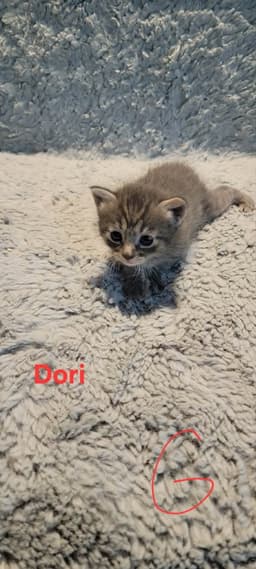 Dori image 4