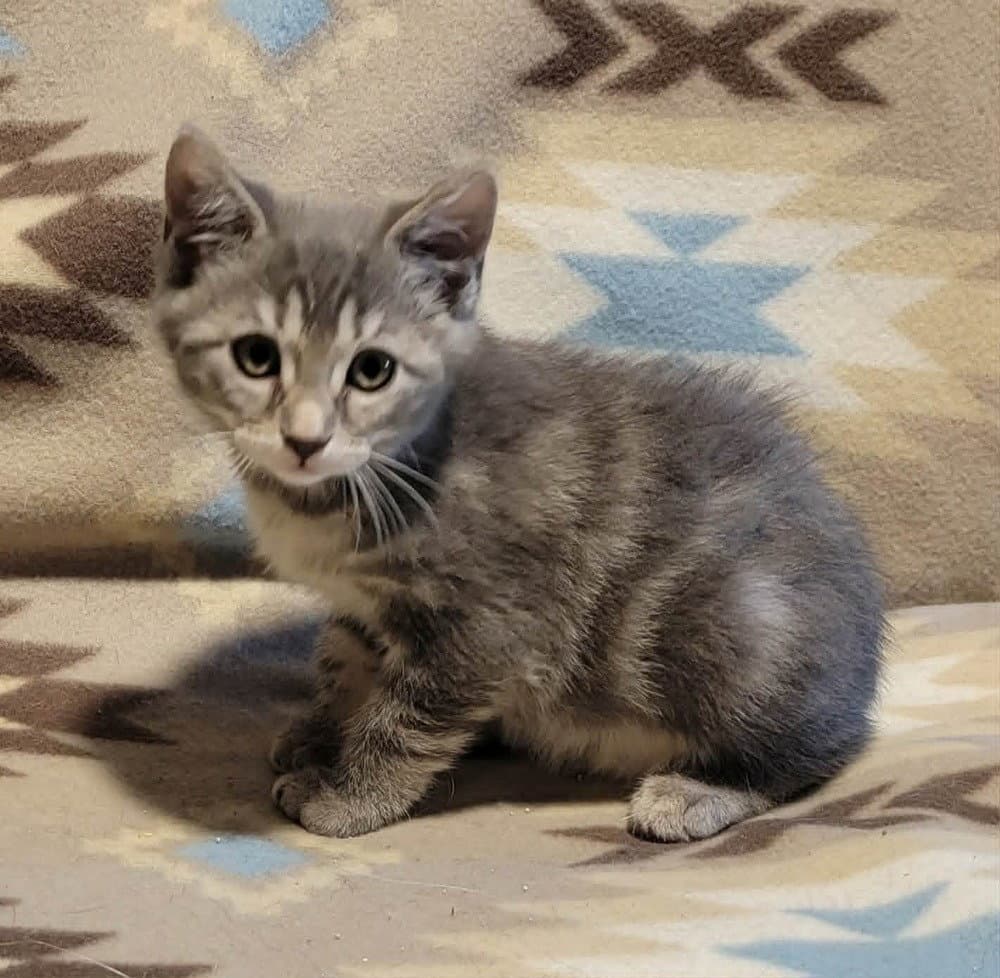 Ori - Domestic Short Hair