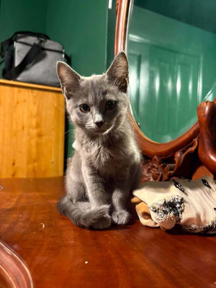 Moonshadow - Russian Blue
