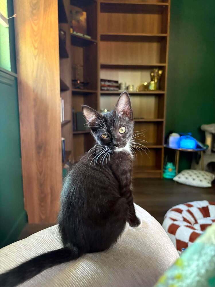 Moonlight - Domestic Short Hair