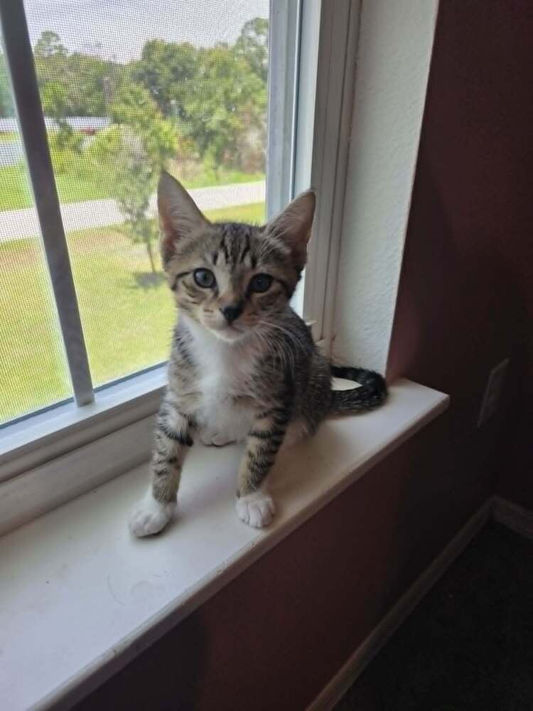 Piglet - Domestic Short Hair