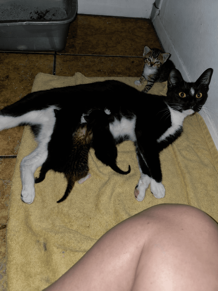 Mama Winnie The Pooh - Domestic Short Hair