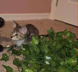 Tigger image 1