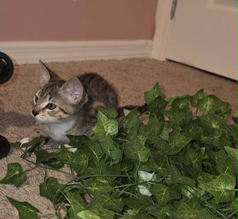 Tigger - Domestic Short Hair