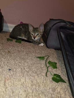 Tigger image 3