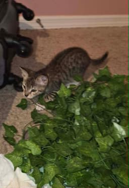 Tigger image 4